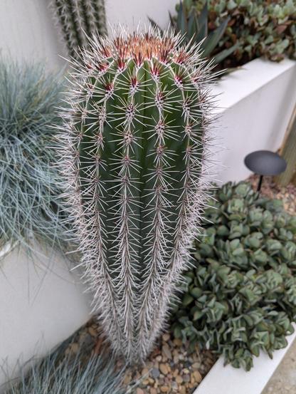 Tall cactus in a garden setting