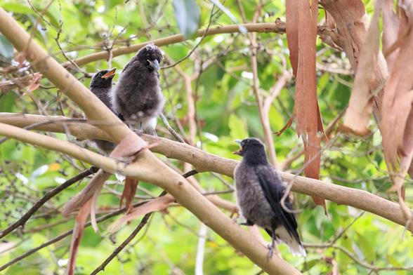 Three fluffy dark grey Pied Currawong Fledglings sit in a tree. Two are calling, and the third (in the middle) looking on.