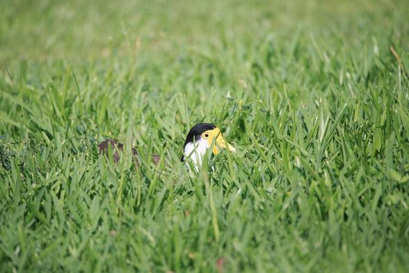 With just its head poking up from a patch of un-mown grass, this Masked Lapwing is sitting on eggs, due to hatch "any day now". 
The birds head has a black cap, yellow mask, beak and wattles and white neck.