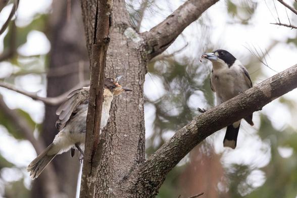 A very excited Grey Butcherbird fledgling on a branch calls to its parent on another branch. The parent is holding some food in its beak.