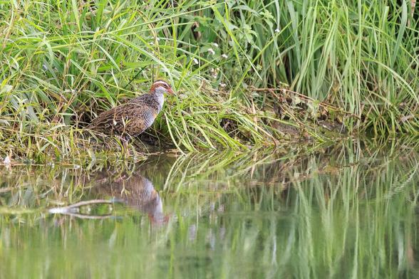 The beautifully patterned Buff-banded Rail, standing amongst the long grasses next to the lake. Its reflection can be seen below it, slightly blurred by movement on the water's surface.
