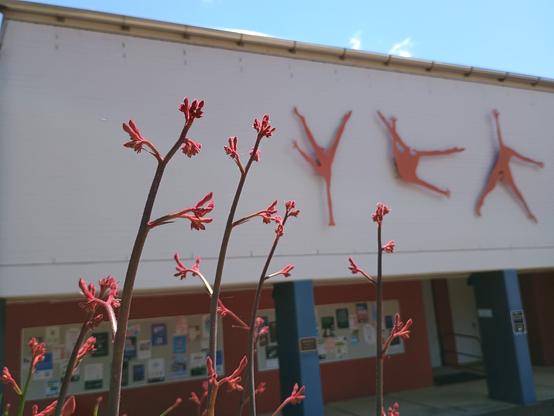 Red kangaroo paw flowering in front of a university building that is decorated by red silhouettes of people in dance poses - the shape of the red flowers and red figures complement each other, as they are angled similarly