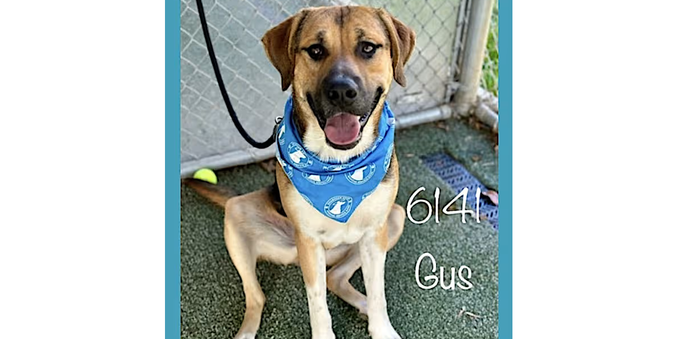 An Anatolian Shepherd mix sits in a chain-link fence enclosure on a lawn.  He's wearing  blue bandana, and his tongue is wagging out