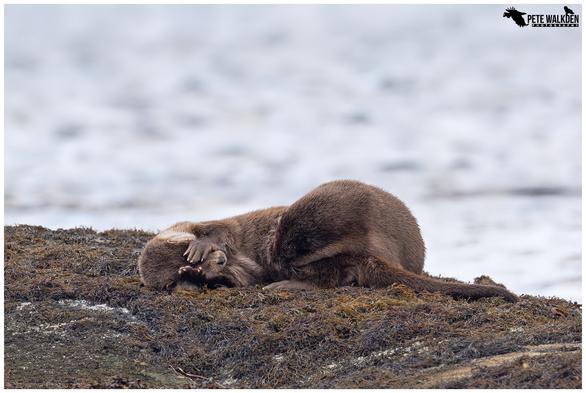 A photo of two Eurasian otters resting on a rock beside a tidal loch. There is a mum and her cub. She is covering her eyes, while he's trying to suckle from her. She is reluctant to wake up or provide her greedy cub with a meal.