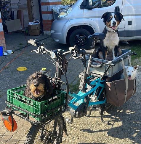Three doggos helping Getting Stuff Done