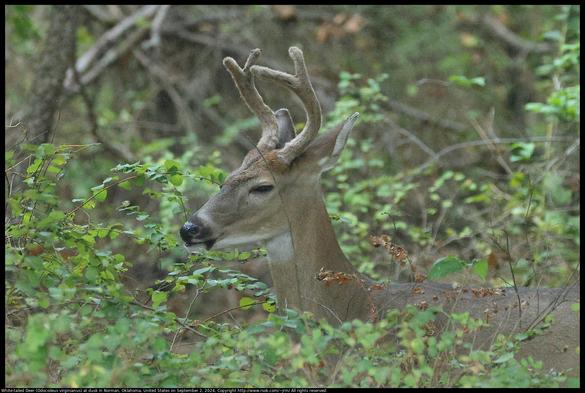 A White-tailed Deer (Odocoileus virginianus) was eating buckbrush (Symphoricarpos orbiculatus) at dusk in Norman, Oklahoma, United States on September 2, 2024.