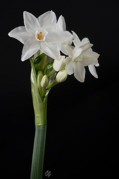 On a black BG, a single stem of paperwhites. Emerging from the sheath at the top of the stem are several open blooms, pure white, and many buds.