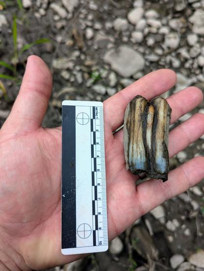 Bovine molar
