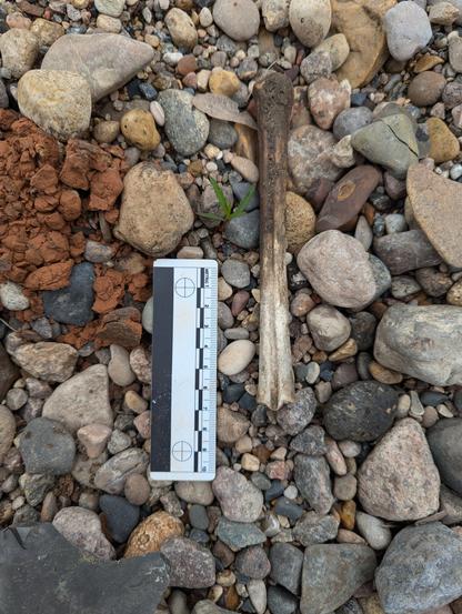 Deer metapodial