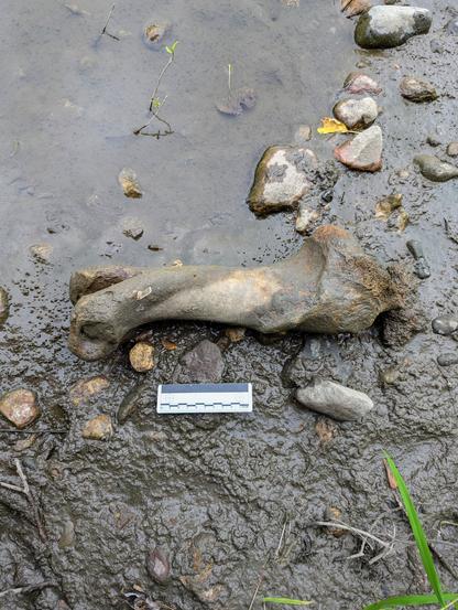 Bovine humerus