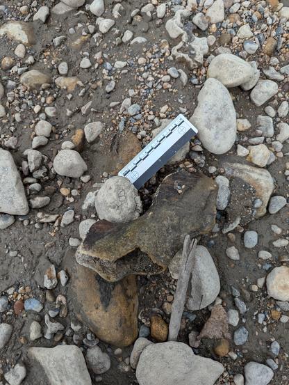 Partial bovine pelvis
