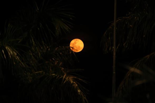 Super moon redmoon seen behind leaves