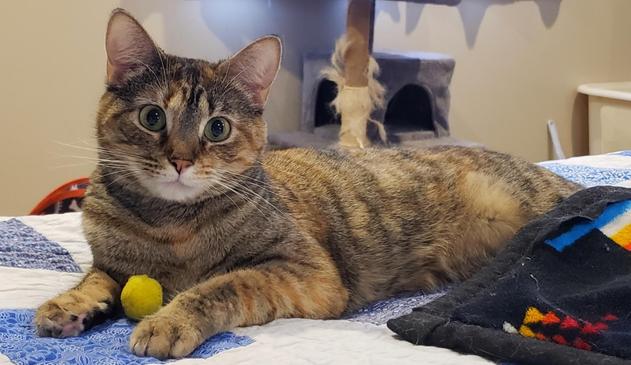 A tortoiseshell cat looks at the camera while laying on a quilt on the bed with a small yellow ball between her front paws.