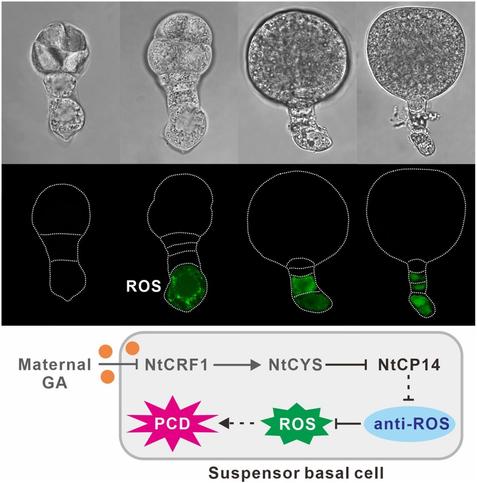 Micrographs of suspensor cell PCD, annotated diagrams showing ROS expression in suspensor cell PCD, and a proposed molecular network underlying protease-triggered PCD.