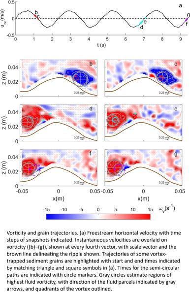 charts / figures - Vorticity and grain trajectories. (a) Freestream horizontal velocity with time steps of snapshots indicated. Instantaneous velocities are overlaid on vorticity ((b)–(g)), shown at every fourth vector, with scale vector and the brown line delineating the ripple shown. Trajectories of some vortex-trapped sediment grains are highlighted with start and end times indicated by matching triangle and square symbols in (a). Times for the semi-circular paths are indicated with circle markers. Gray circles estimate regions of highest fluid vorticity, with direction of the fluid parcels indicated by gray arrows, and quadrants of the vortex outlined.