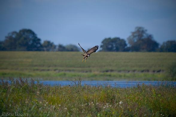A Photograph of a female Marsh Harrier hunting on a small grassy island at WWT Welney