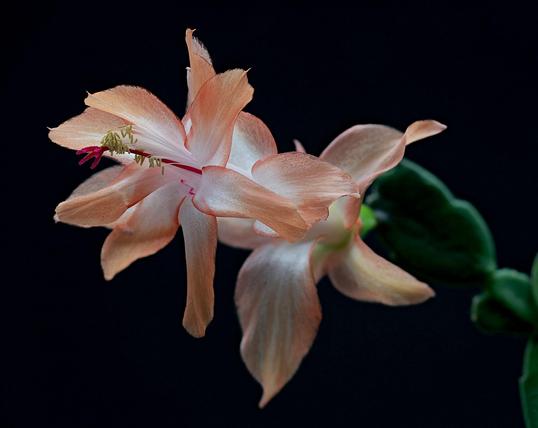 Macro Thanksgiving Day Cactus
Nov 15th, 2024
