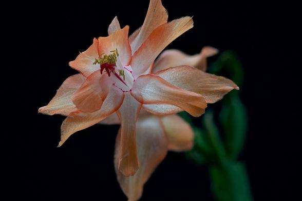 Macro Thanksgiving Day Cactus
Nov 15th, 2024