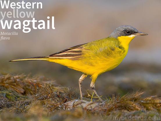 🌍🌏 Western yellow wagtail (Motacilla flava) 

The Western yellow wagtail is a small, slender bird of western Eurasia, with a long, constantly wagging tail. Breeding males are olive above and bright yellow below, with head patterns varying by subspecies. Females and non-breeding males are paler. Most populations are migratory, moving south to tropical Africa and southern Asia to overwinter. They inhabit open country near water, often seen near cattle or in wet meadows. They feed on insects, foraging on the ground. Ten subspecies are recognised. GG 2024 (Edited)

Conservation status: Least Concern (IUCN 3.1) 

📷: Photo by breaklessbiker via Pixabay 

VUZD