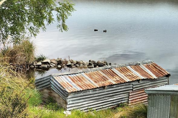 Long boatshed built of corrugated iron that has rusted with age. Built into a bank  on a lake edge. Two small ducks on the lake.