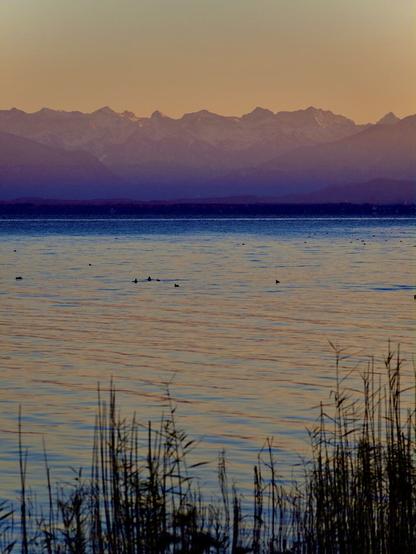 A serene lake at sunset with gentle ripples reflecting soft hues, surrounded by tall grasses. Snow-capped mountains rise majestically in the background. A few ducks can be seen floating on the water's surface.