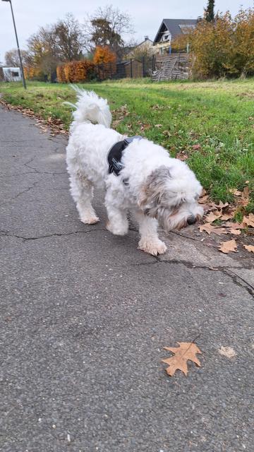 Hund Chewie bei der Gassirunde