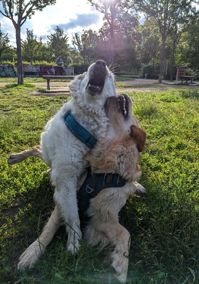 In morning sunlight, two golden retrievers at play in a green park. They both sitting on one another on grass, heads raised such that you see them from below. Both have open mouths and seem to be singing together. A playful duet.