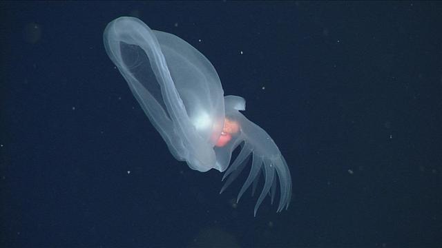 image/jpeg a transparent creature with a large open oxygen mask-shaped "mouth" and long finger-like projections from the other end, floats in the blackness of the deep ocean.
Photo from Bruce Robison and Steven Haddock, © 2012 MBARI with permission.
