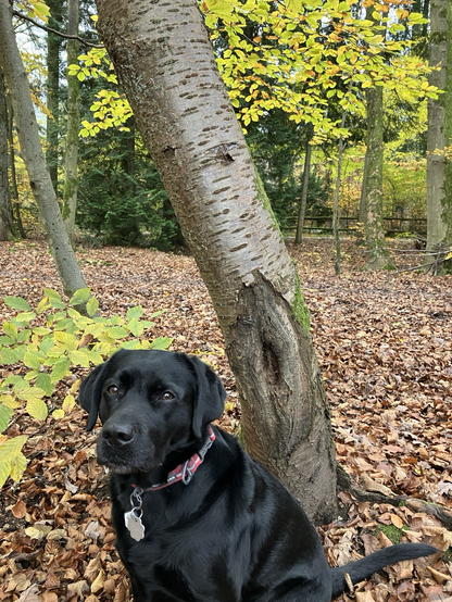 My black lab seated in front of a tree with markings resembling a face, in the woods
