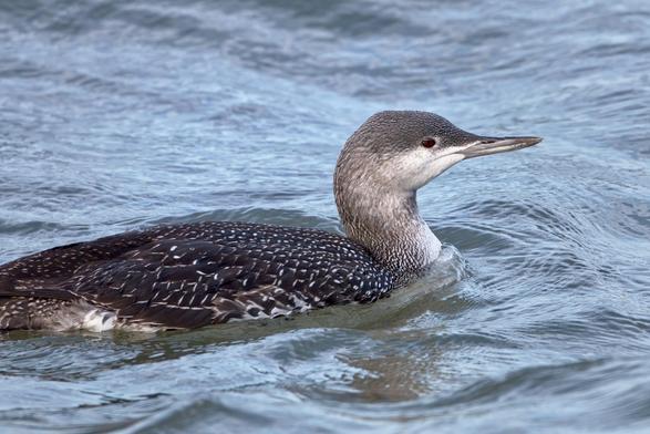 Red-Throated Diver