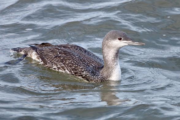 Red-Throated Diver