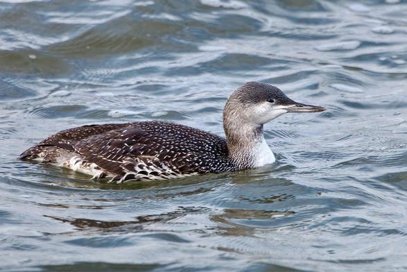 Red-Throated Diver