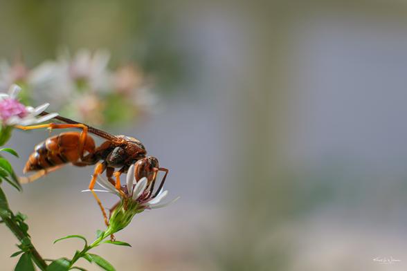 Northern Paper Wasp (Polistes fuscatus) on Calico Aster (Symphyotrichum lateriflorum)