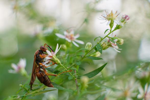 Northern Paper Wasp (Polistes fuscatus) on Calico Aster (Symphyotrichum lateriflorum)