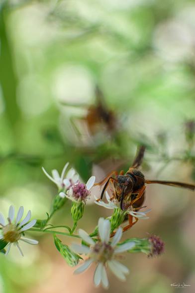 Northern Paper Wasp (Polistes fuscatus) on Calico Aster (Symphyotrichum lateriflorum)