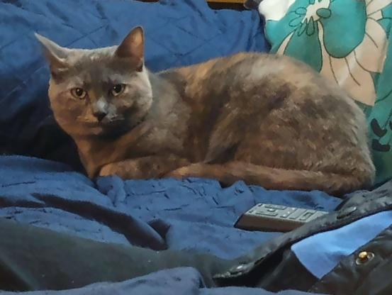 A dilute tortoiseshell cat, with fur in muted tones of grey, orange and white, is lying with her head erect, relaxing on a blue loveseat.  Her legs are curled up under her while her tail hugs her body.