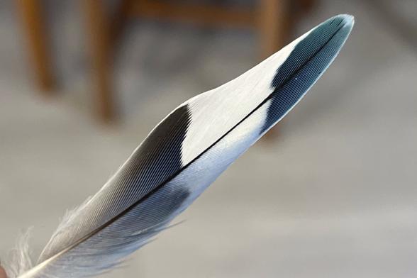 una pluma del periquito azul-blanco-negro