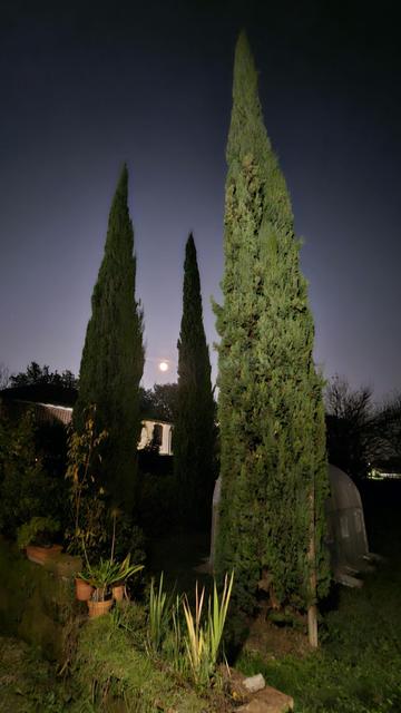 Sorge la luna illuminando il buio e giocando con tre cipressi...

The image shows a nighttime scene in a garden with tall, columnar trees, likely cypress trees. There is a bright moon visible in the sky, casting light on the trees and the surrounding greenery. In the foreground, there are some smaller plants and potted plants.