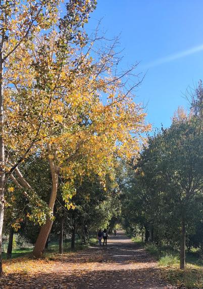 Camino de la Fuente de la Bicha. A los lados del camino se ven árboles con las hojas amarillas. Alguna gente pasea debajo de los árboles. El suelo está cubierto de hojas amarillas.