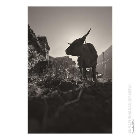 A very friendly bull wandering the streets of Upper Pisang and enjoying a morning snack on a little jazz salad.