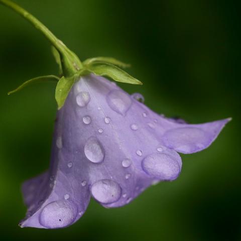 Blossom of a peach-leaved bellflower covered in large water drops