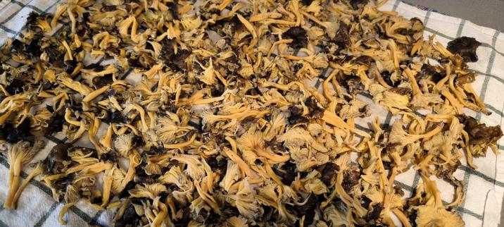 Un montón de rebozuelos amarillos o saltsaperretxiko, Cantharellus lutescens, extendidos