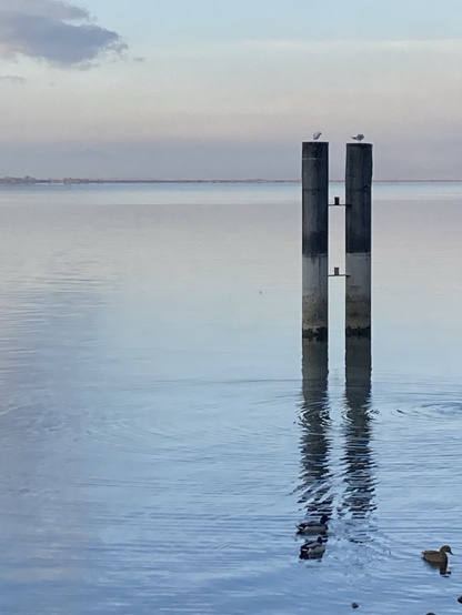 Schiffsanlegepoller im Bodensee bei Lochau