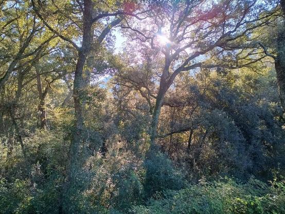 Alberi da sughero e vegetazione di basso fusto. Il sole filtra tra i rami.
