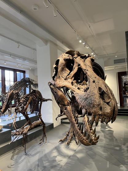 Dinosaurer. Og en T-REX foran i bildet.