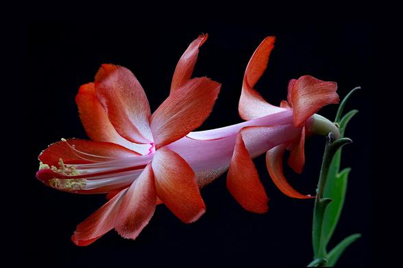 Christmas Cactus Blooming Early this Year