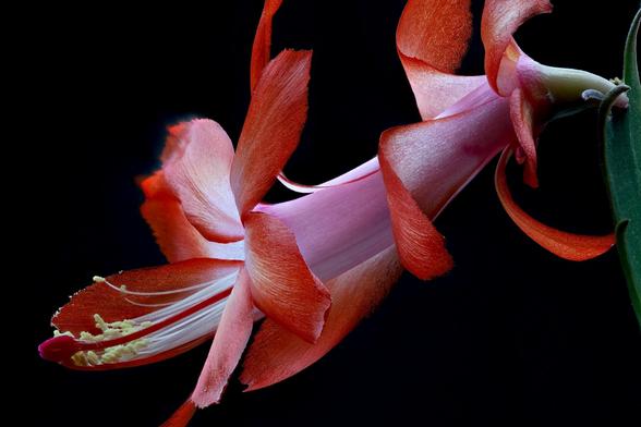 Christmas Cactus Blooming Early this Year