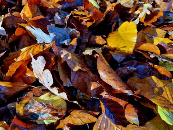 Herbstlaub auf Waldboden