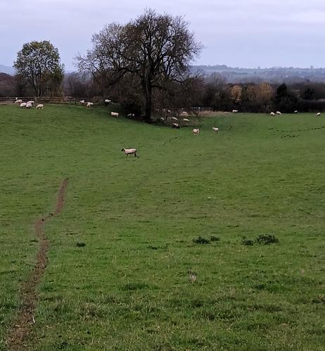 A gently sloping field drops down to a thick wooded hedge. Behind it, unseen in the photograph, lies the canal. In the middle ground some ash, bare of leaf, are clustered. A scattering of sheep graze beneath them. A sheep-trod path leads from the foreground down the hill. Taken on one of the days with no shadow.