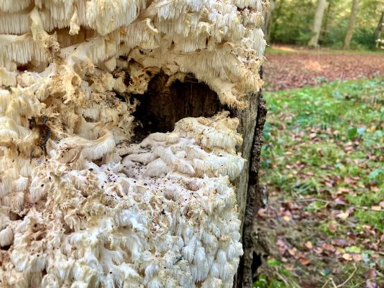 The rare Hericium Coralloides in a forest in The Netherlands.